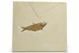 Detailed Fossil Fish (Knightia) - Wyoming #320378-1